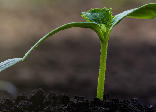 Soil, Science & Environment featured